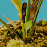 Rhaphidophora foraminfera variegated - Greenspaces.id