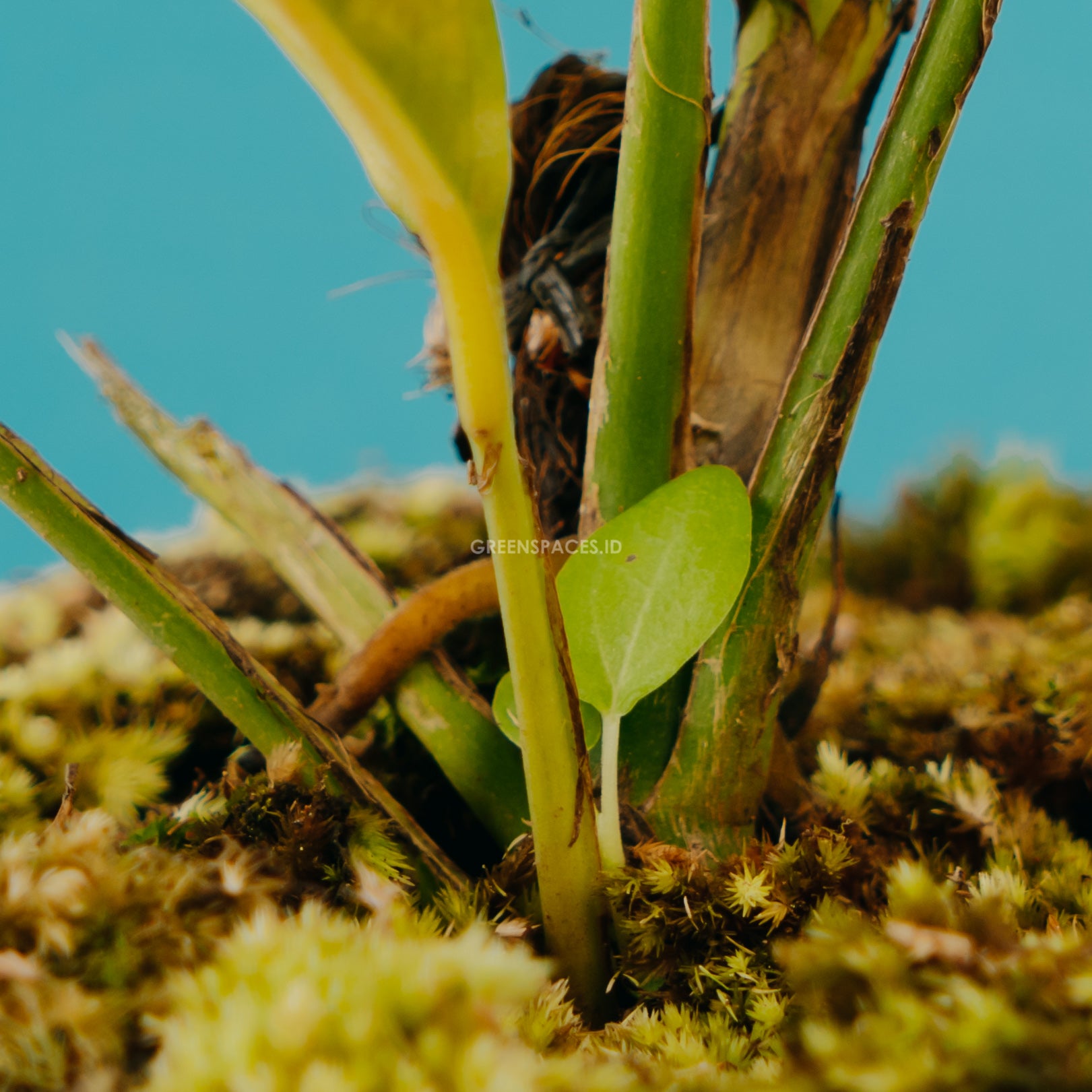 Rhaphidophora foraminfera variegated - Greenspaces.id