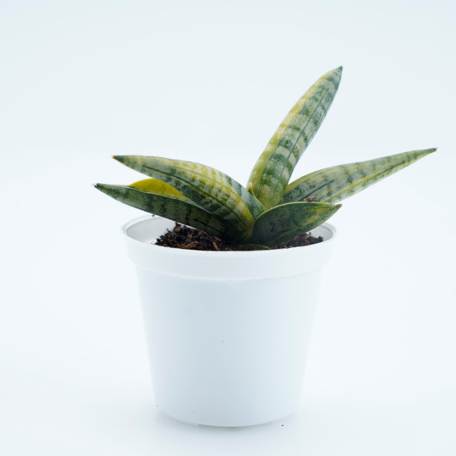 Sansevieria Boncellensis Variegated -  Greenspaces.id