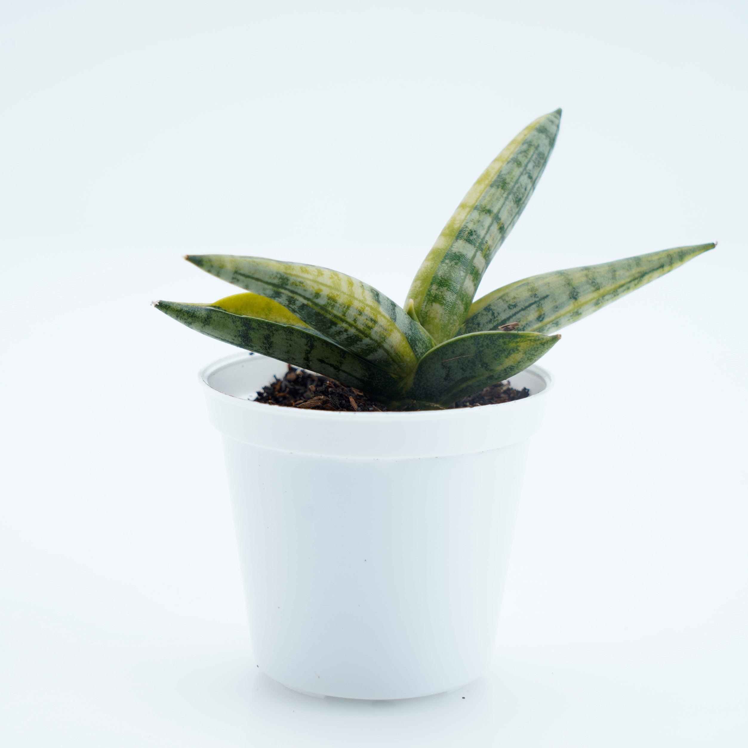 Sansevieria Boncellensis Variegated -  Greenspaces.id