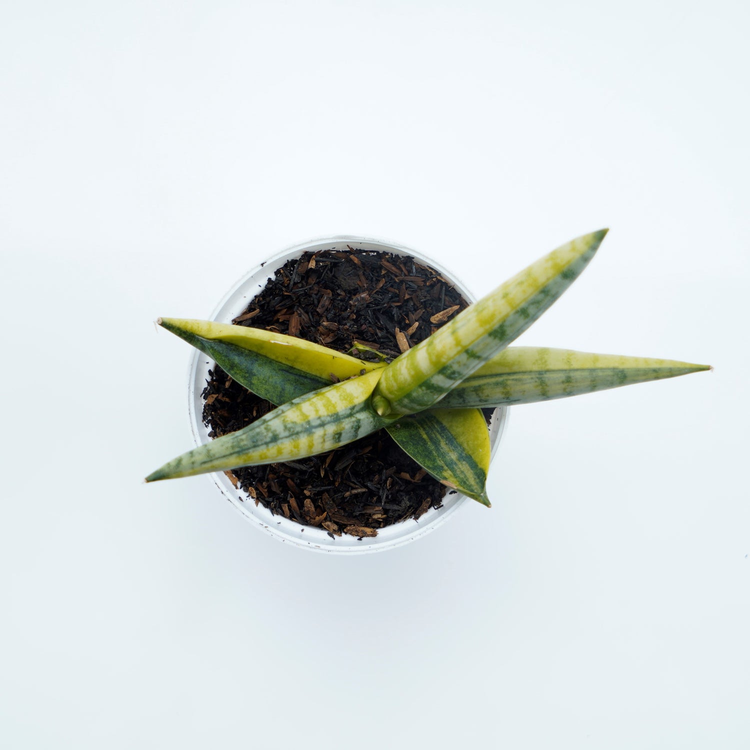 Sansevieria Boncellensis Variegated -  Greenspaces.id