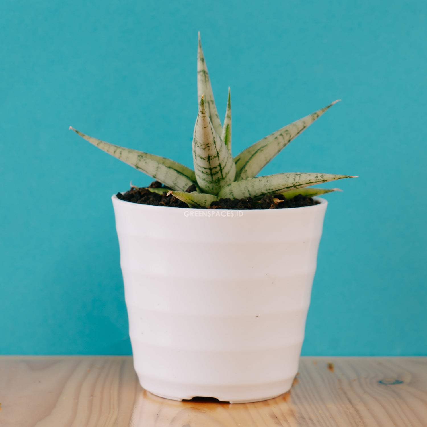 Sansevieria Cinta - Greenspaces.id