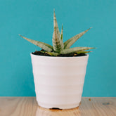 Sansevieria Cinta - Greenspaces.id