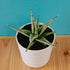 Sansevieria Cinta - Greenspaces.id