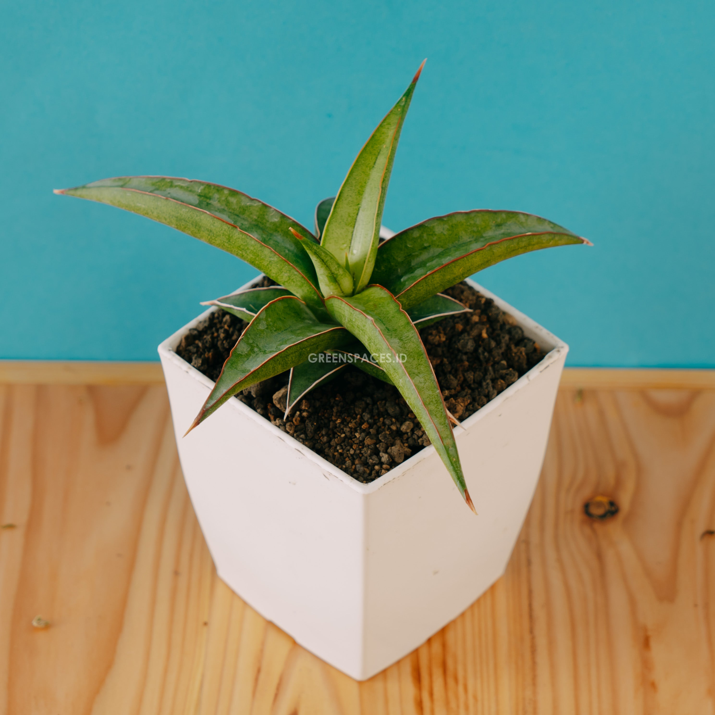 Sansevieria Dories x pingui - Greenspaces.id