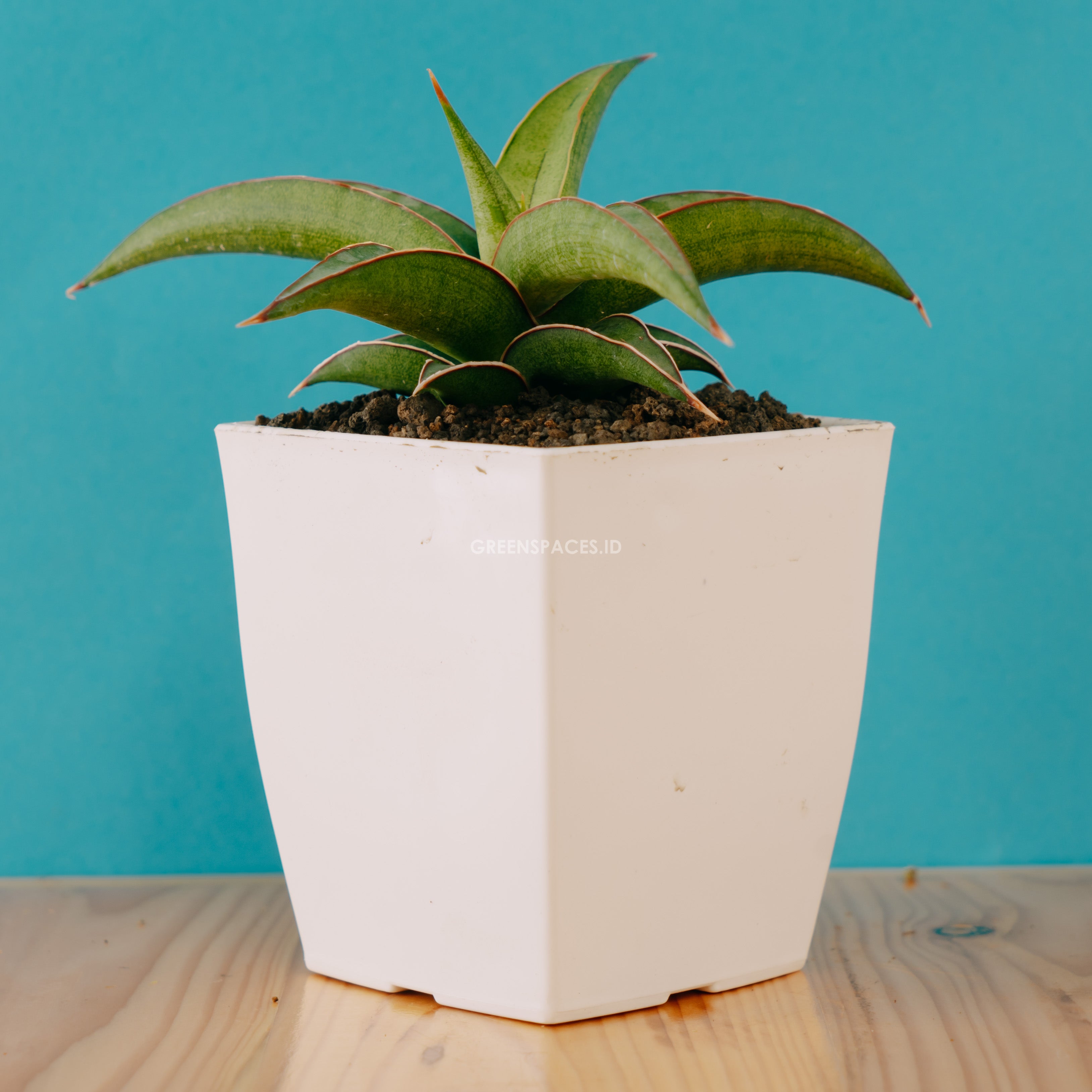 Sansevieria Dories x pingui - Greenspaces.id