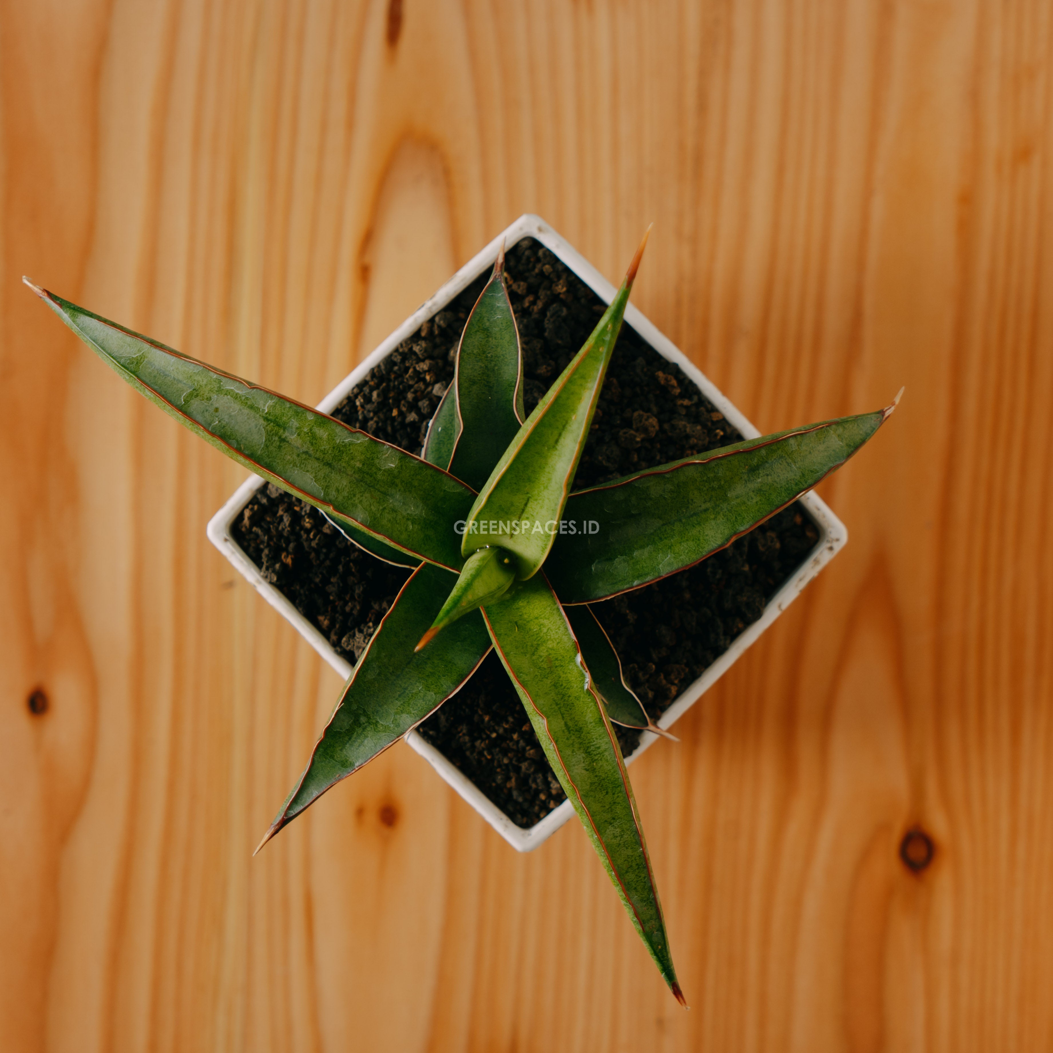 Sansevieria Dories x pingui - Greenspaces.id