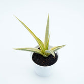 Sansevieria Gracillima - Greenspaces.id