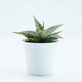 Sansevieria Hybrid Love - Greenspaces.id