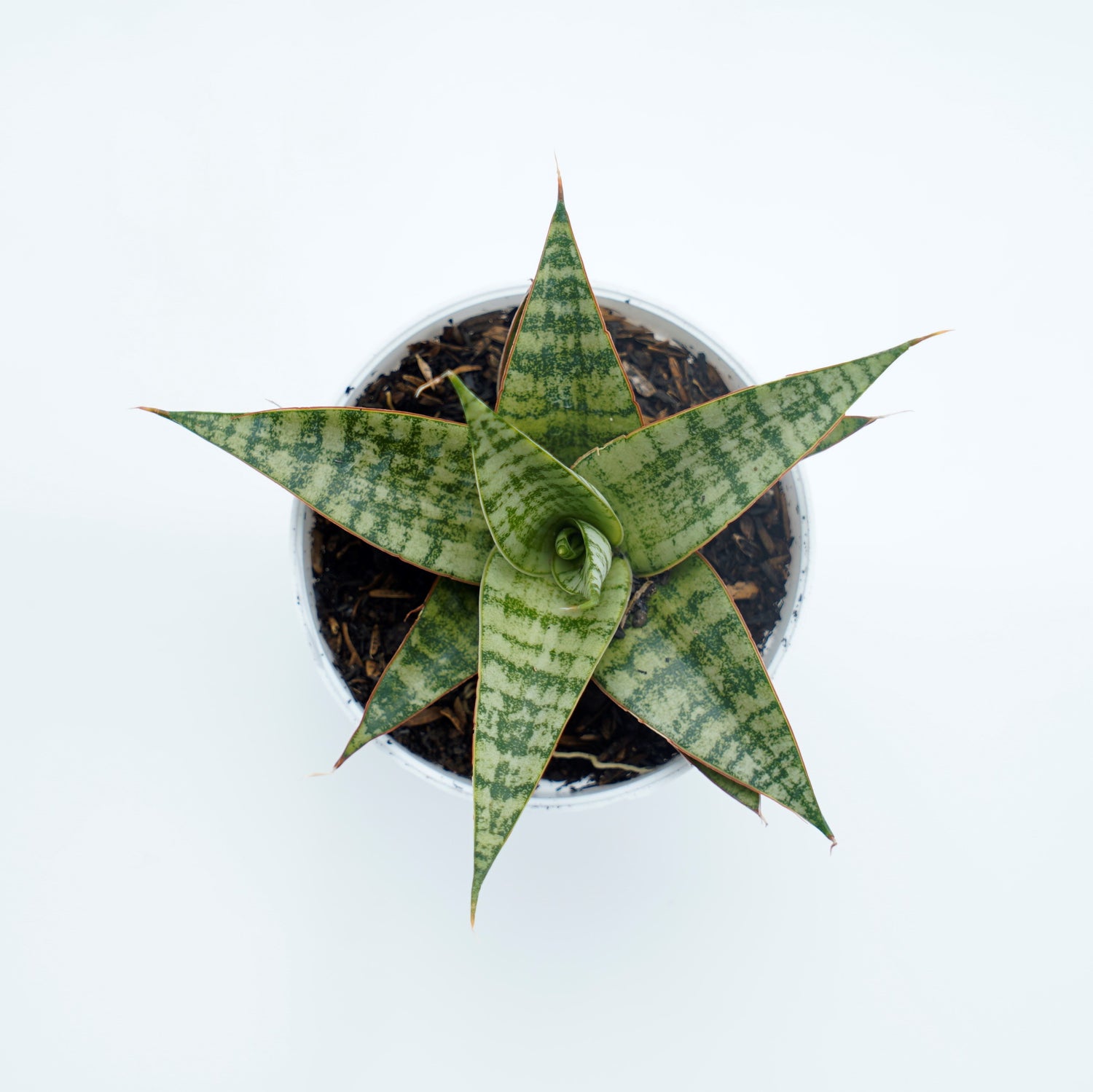 Sansevieria Hybrid Love - Greenspaces.id