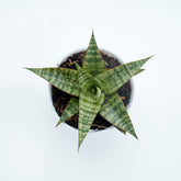Sansevieria Hybrid Love - Greenspaces.id