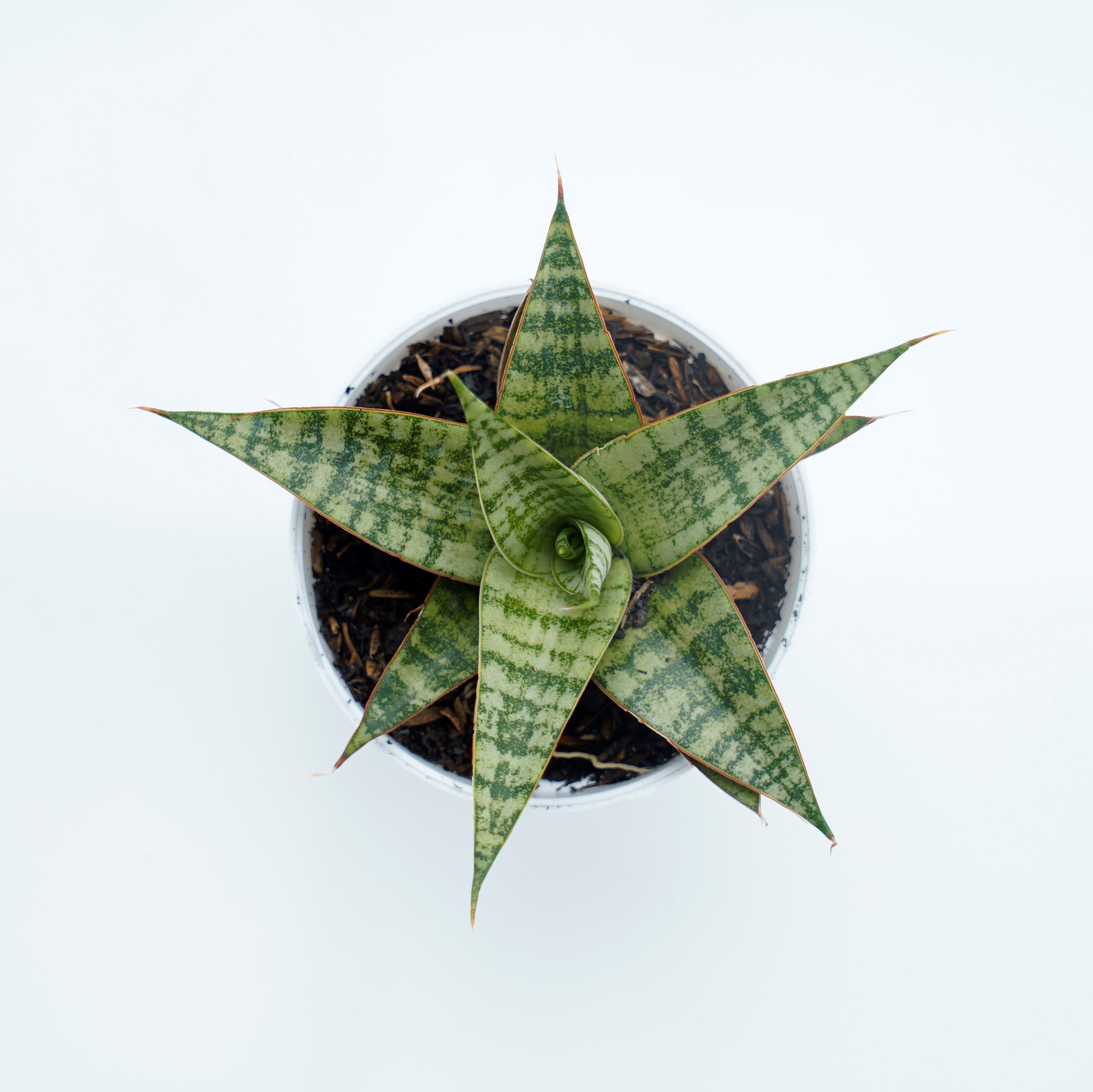 Sansevieria Hybrid Love - Greenspaces.id