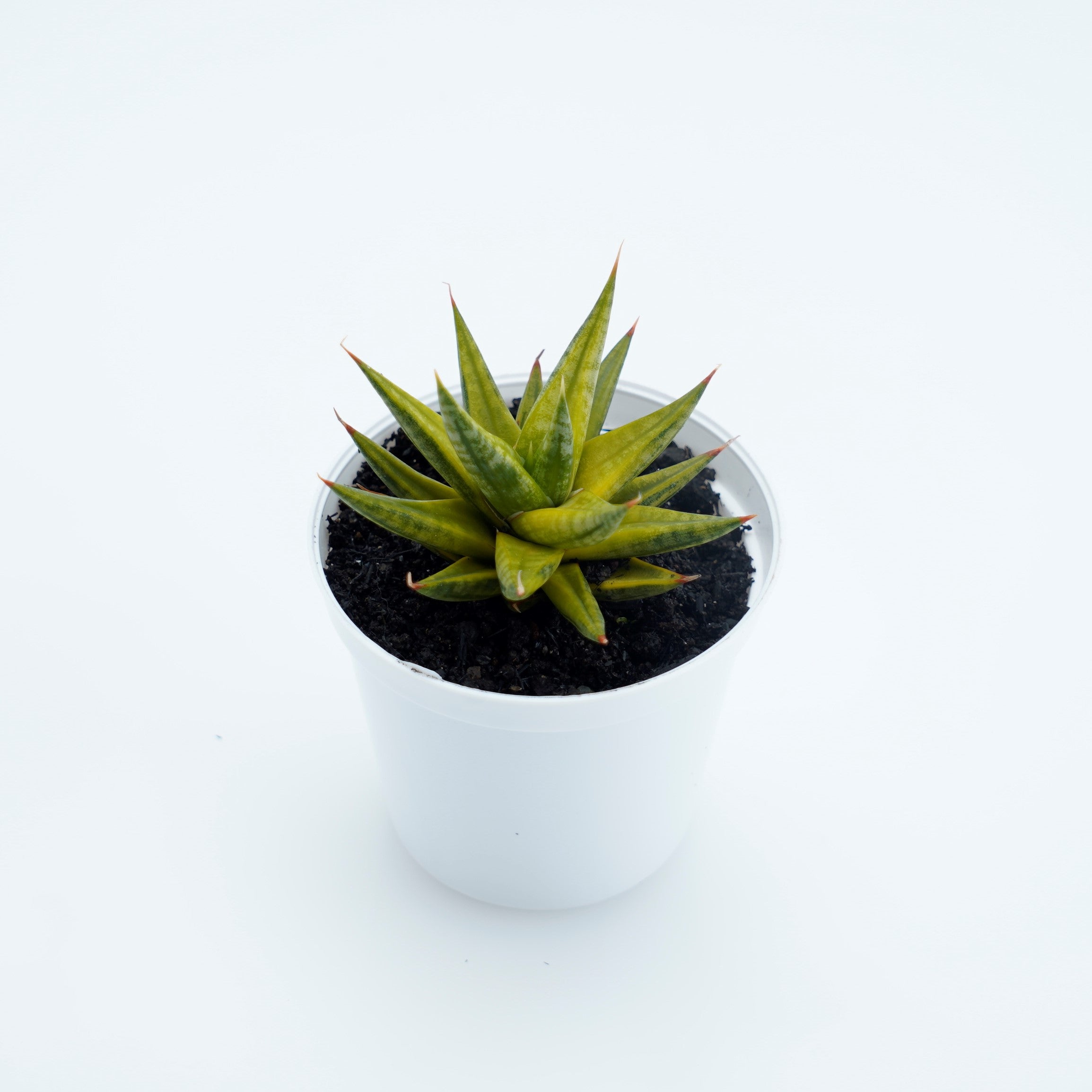 Sansevieria Pracisii Variegated - Greenspaces.id