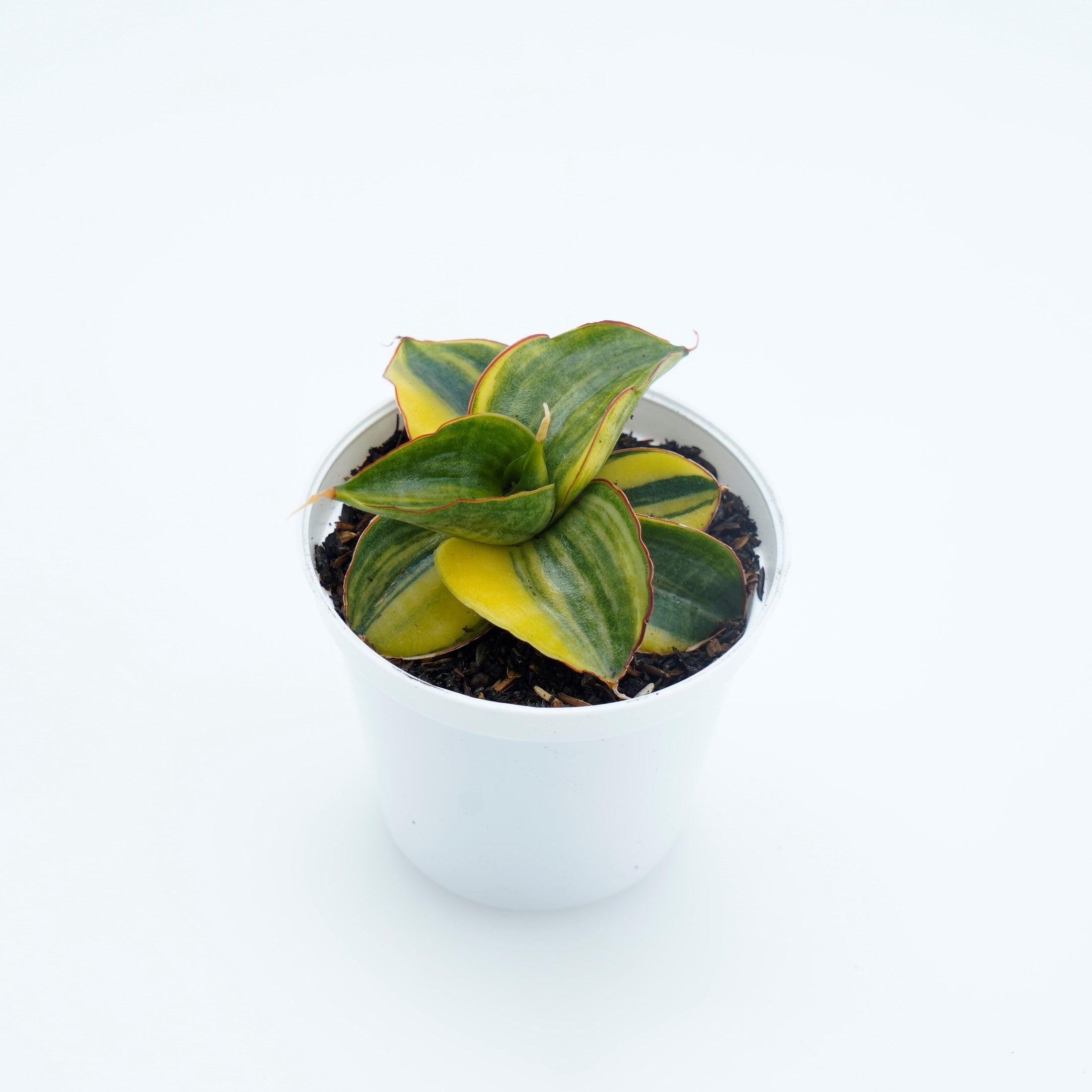 sansevieria samurai plant Sansevieria Samurai Swart