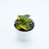 Sansevieria Samurai Swart - Greenspaces.id