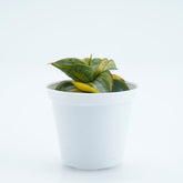 Sansevieria Samurai Swart - Greenspaces.id