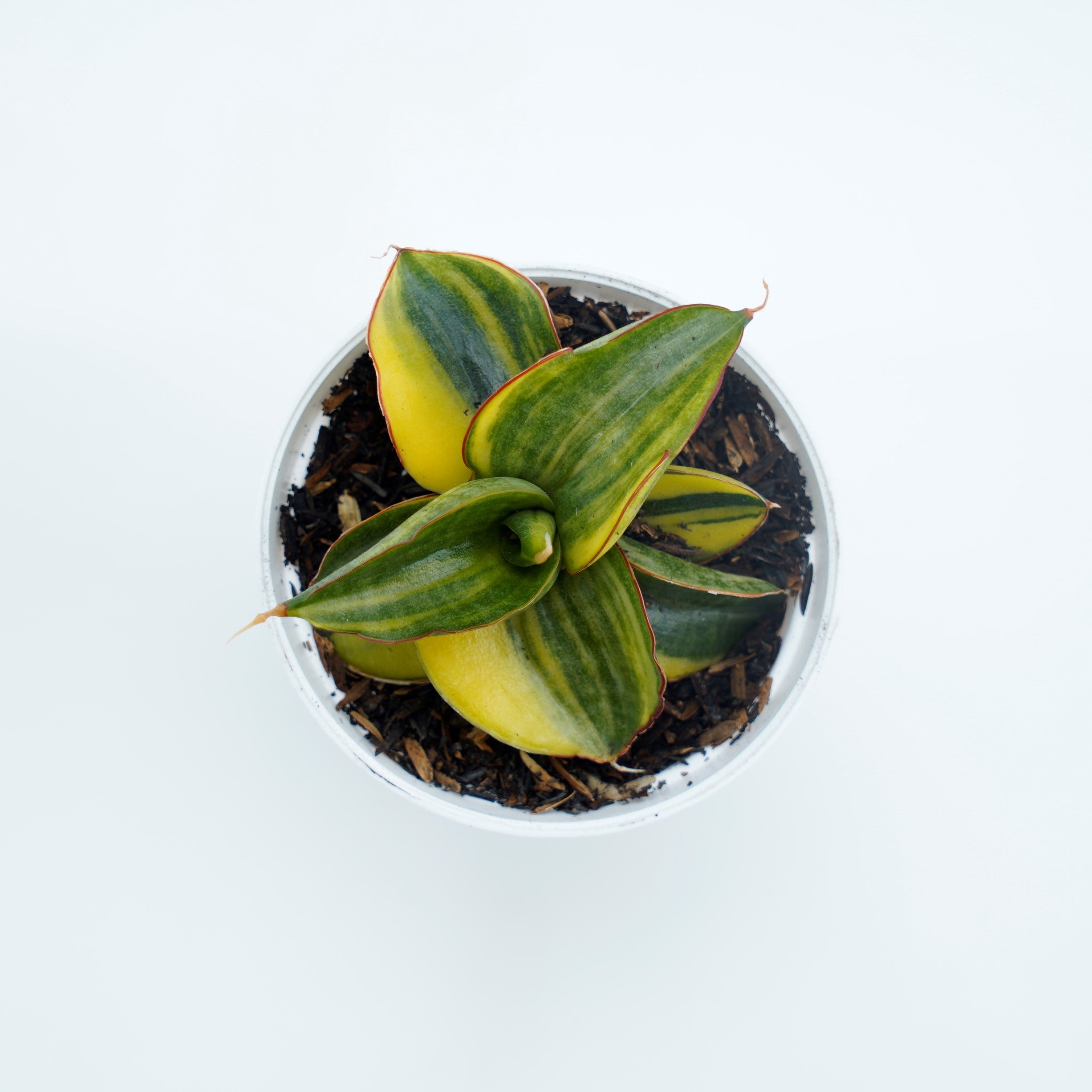 Sansevieria Samurai Swart - Greenspaces.id