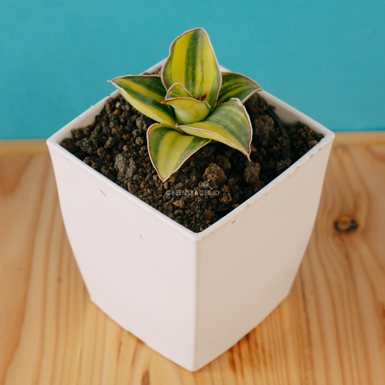 Sansevieria blue leaf - Greenspaces.id