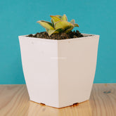 Sansevieria blue leaf - Greenspaces.id