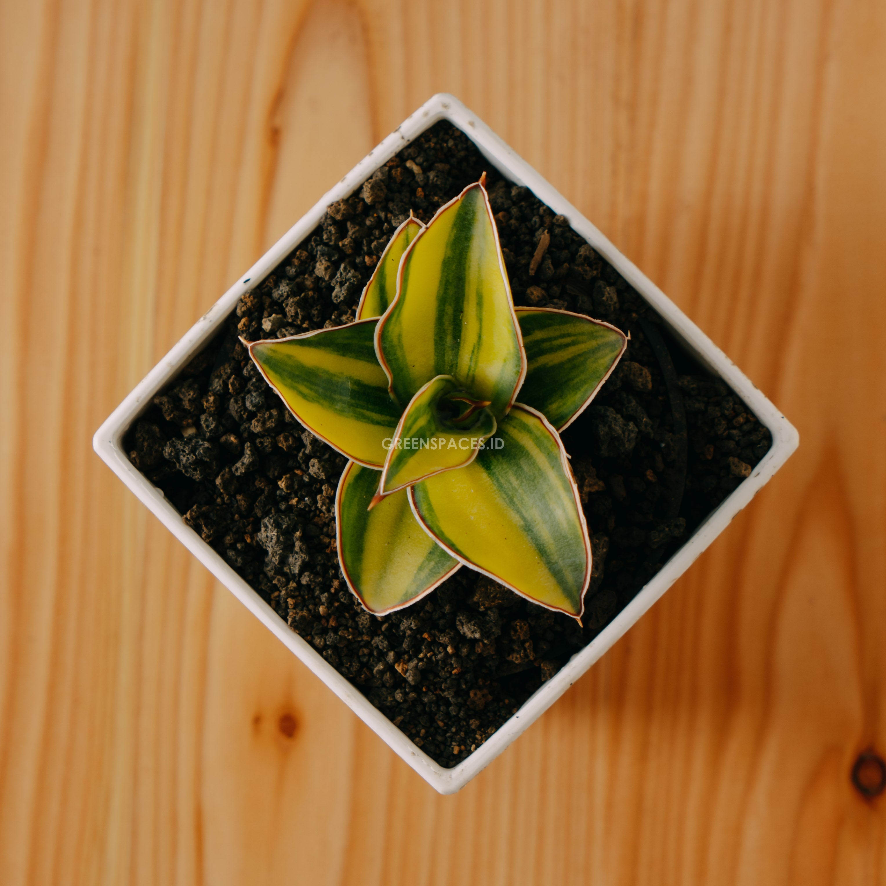 Sansevieria blue leaf - Greenspaces.id