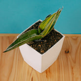 Sansevieria robusta dwarf variegated - Greenspaces.id