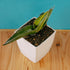 Sansevieria robusta dwarf variegated - Greenspaces.id