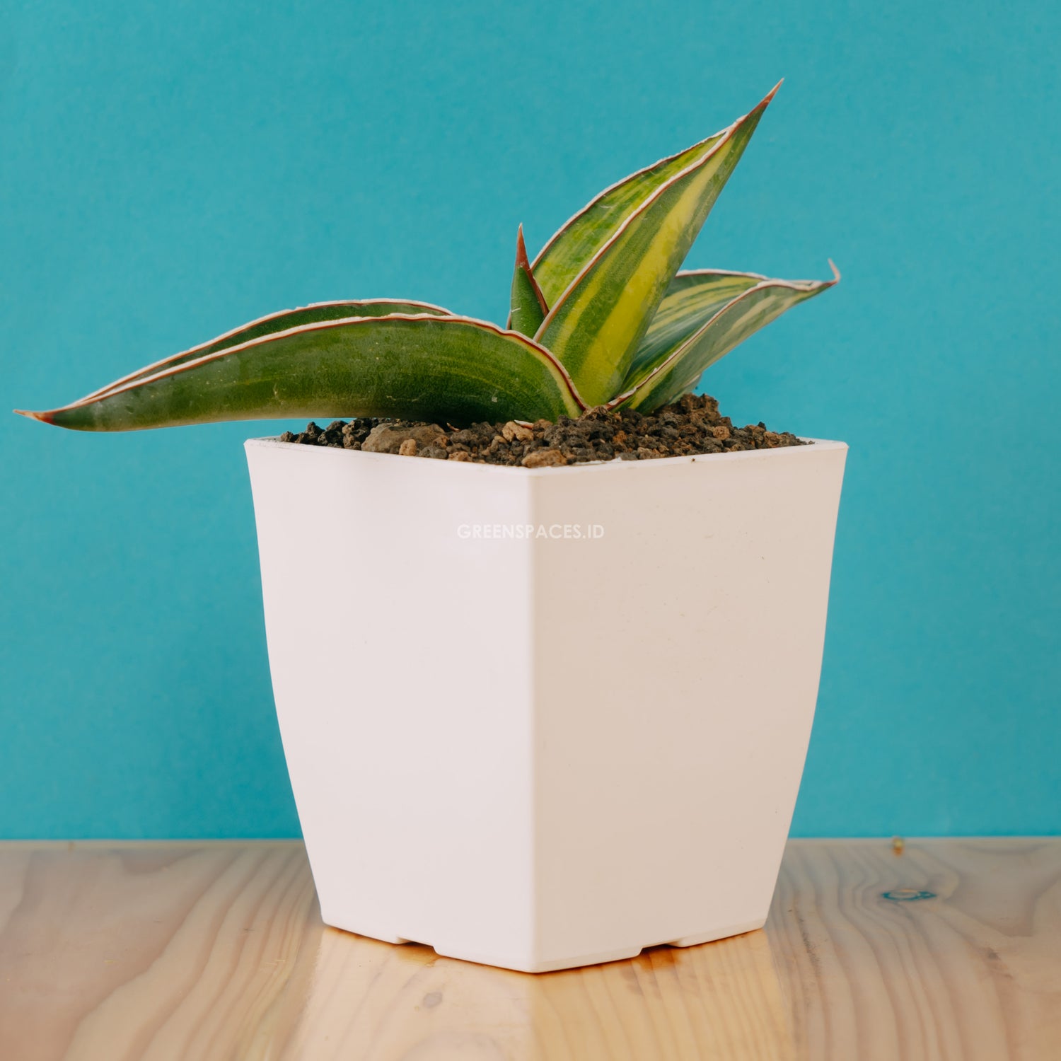 Sansevieria robusta dwarf variegated - Greenspaces.id