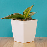 Sansevieria robusta dwarf variegated - Greenspaces.id