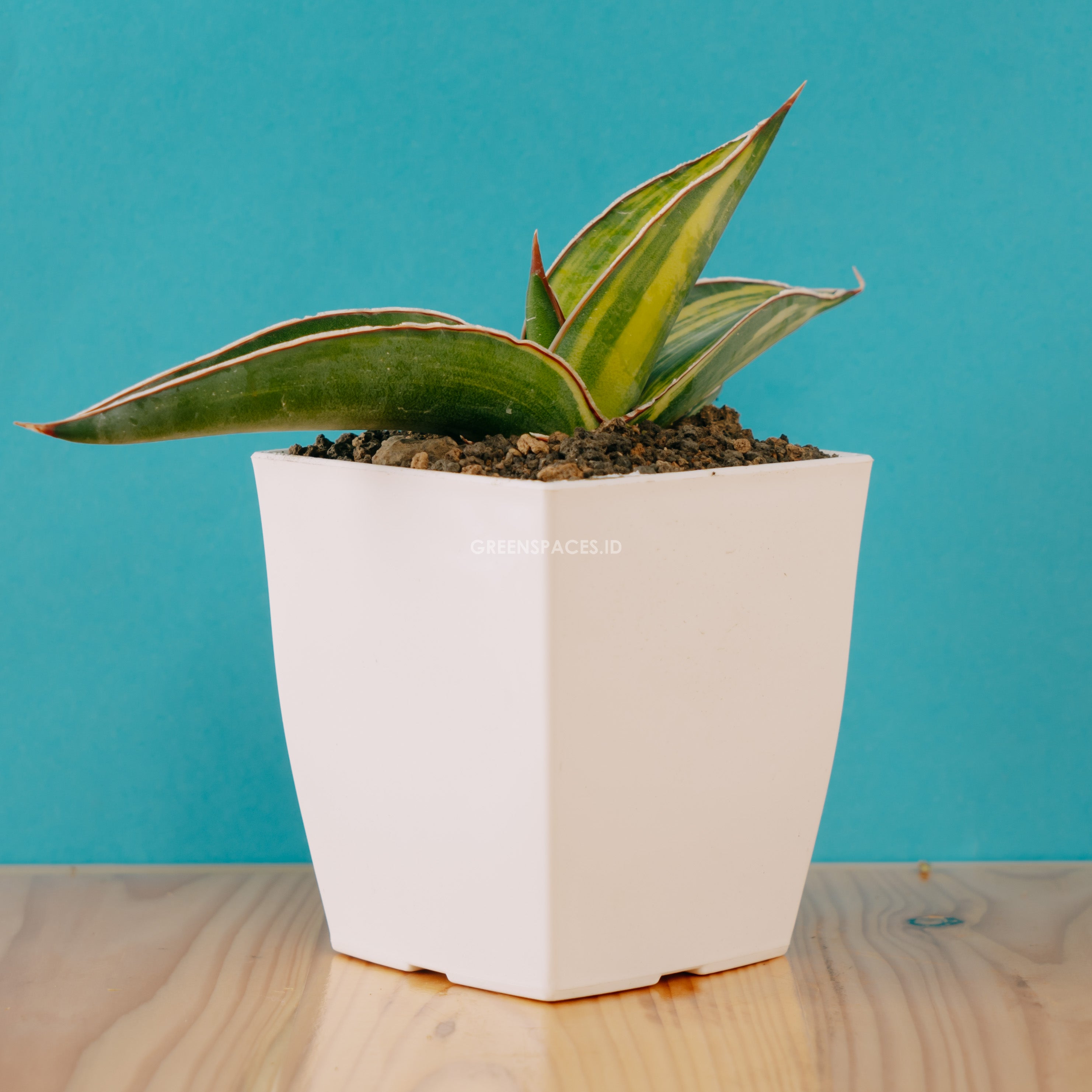 Sansevieria robusta dwarf variegated - Greenspaces.id