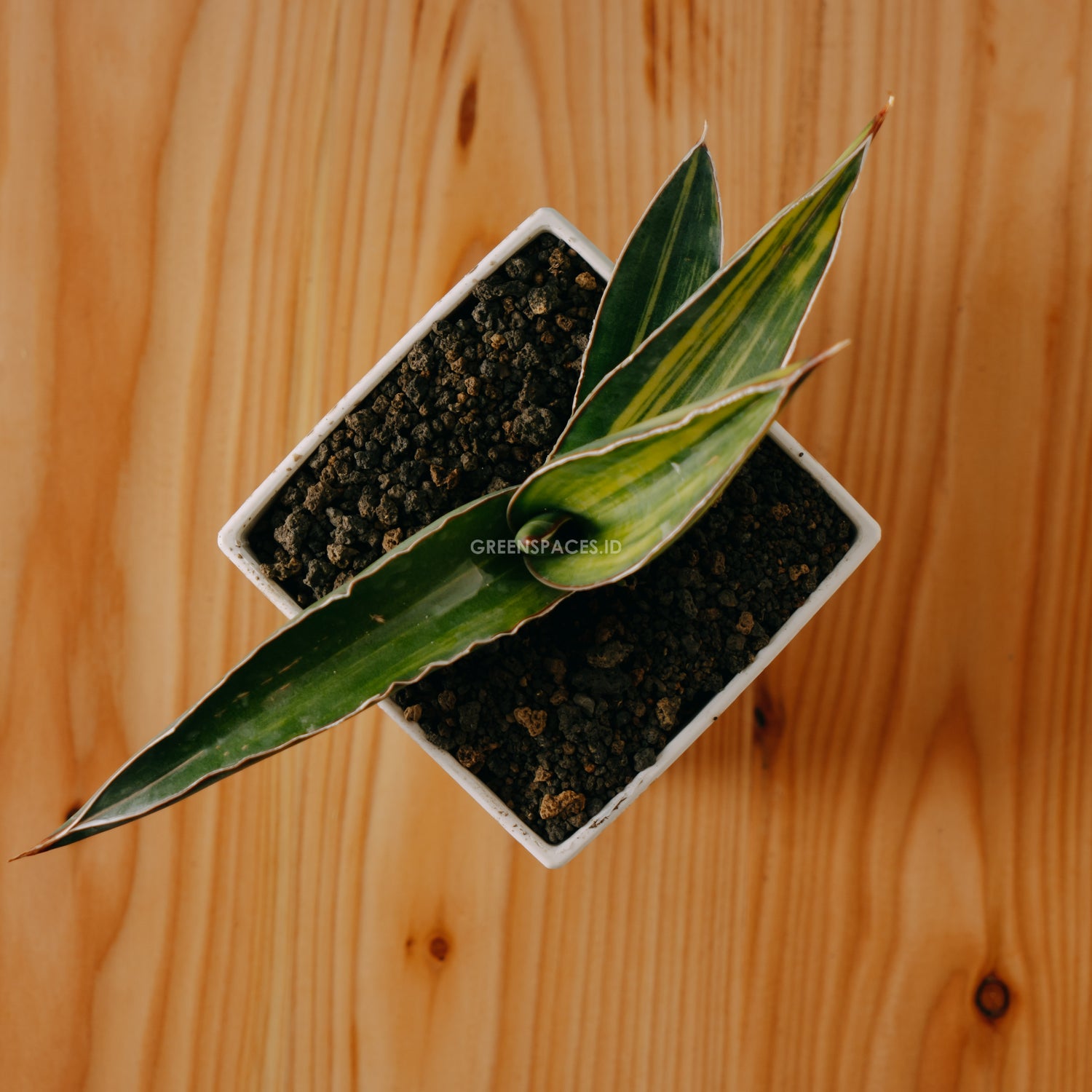 Sansevieria robusta dwarf variegated - Greenspaces.id