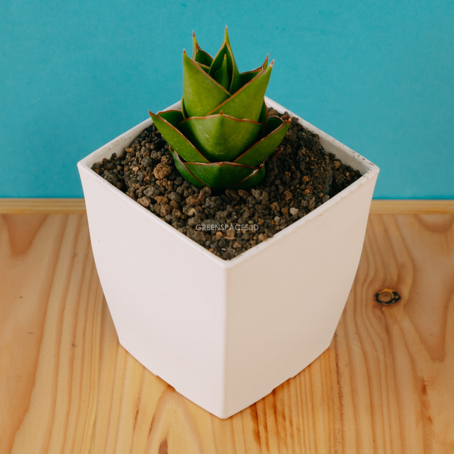 Sansevieria tower hybrid - Greenspaces.id