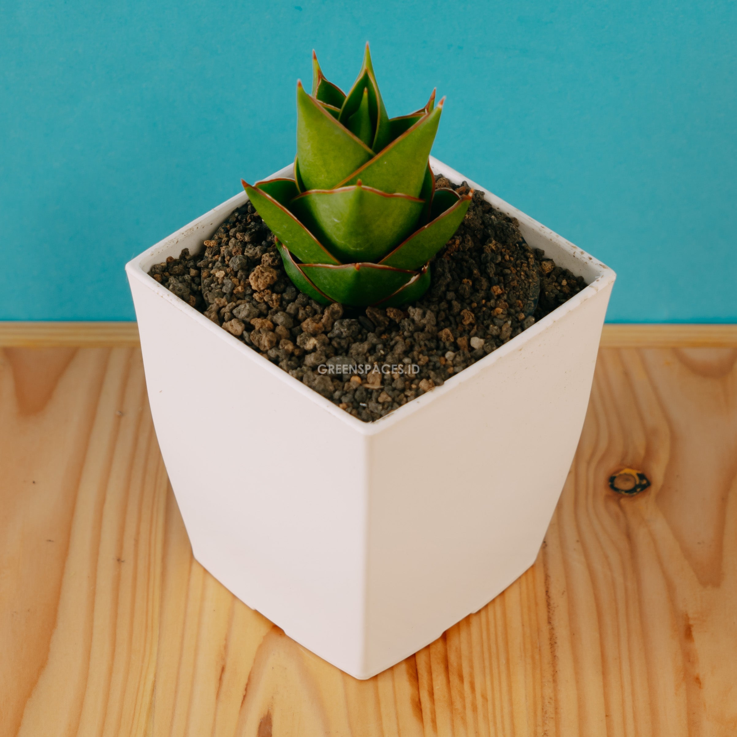 Sansevieria tower hybrid - Greenspaces.id