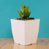 Sansevieria tower hybrid - Greenspaces.id
