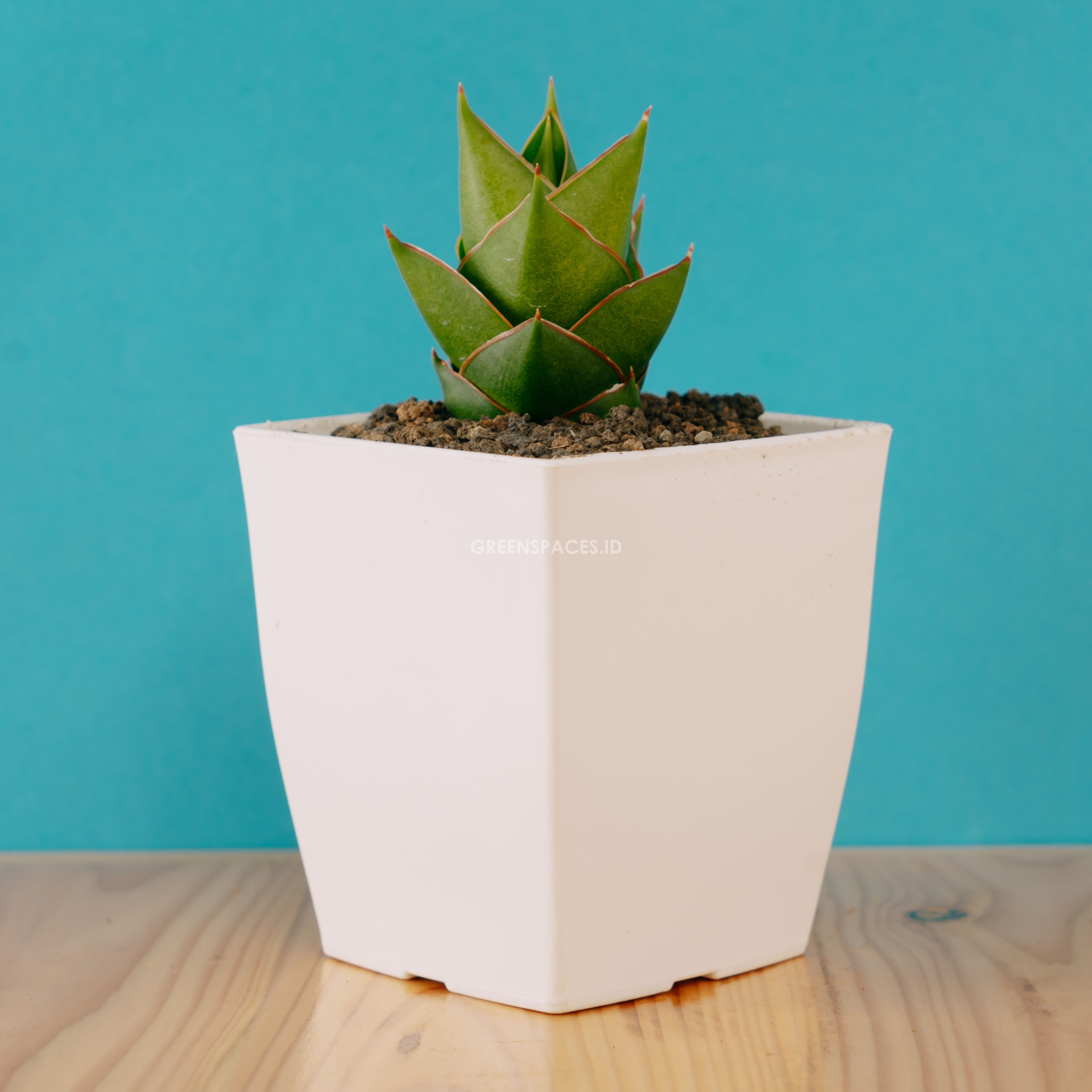 Sansevieria tower hybrid - Greenspaces.id
