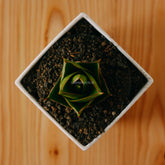 Sansevieria tower hybrid - Greenspaces.id