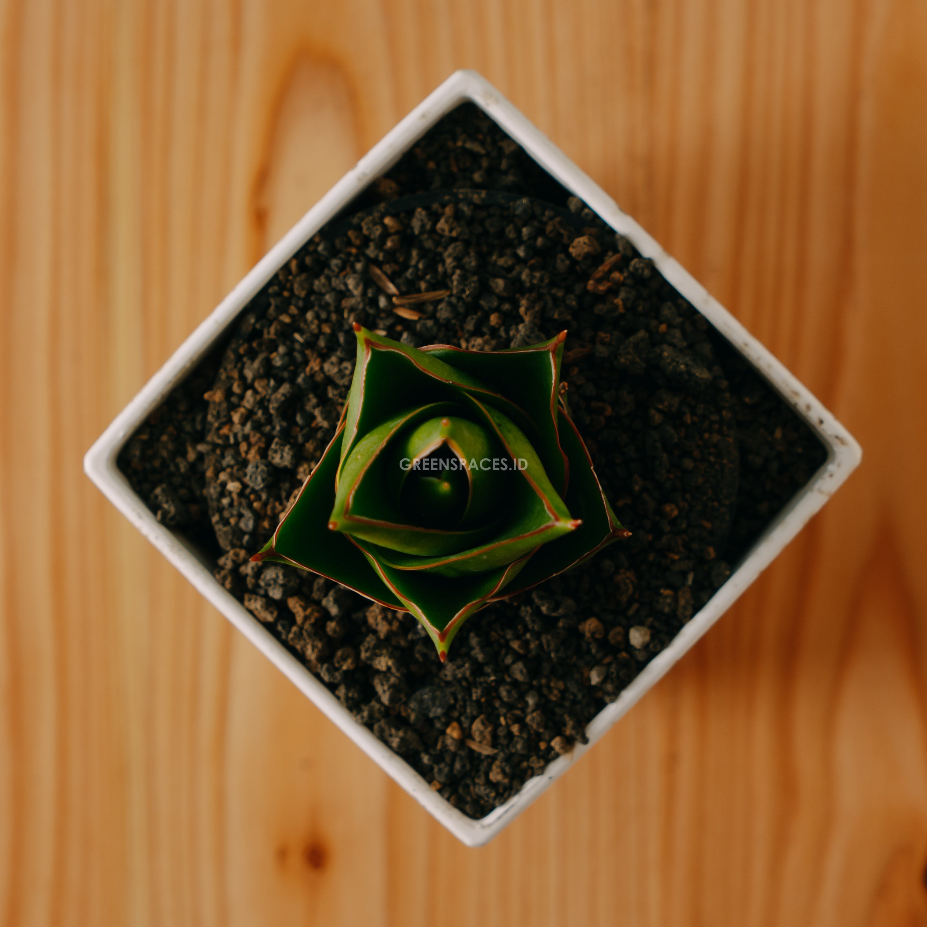 Sansevieria tower hybrid - Greenspaces.id