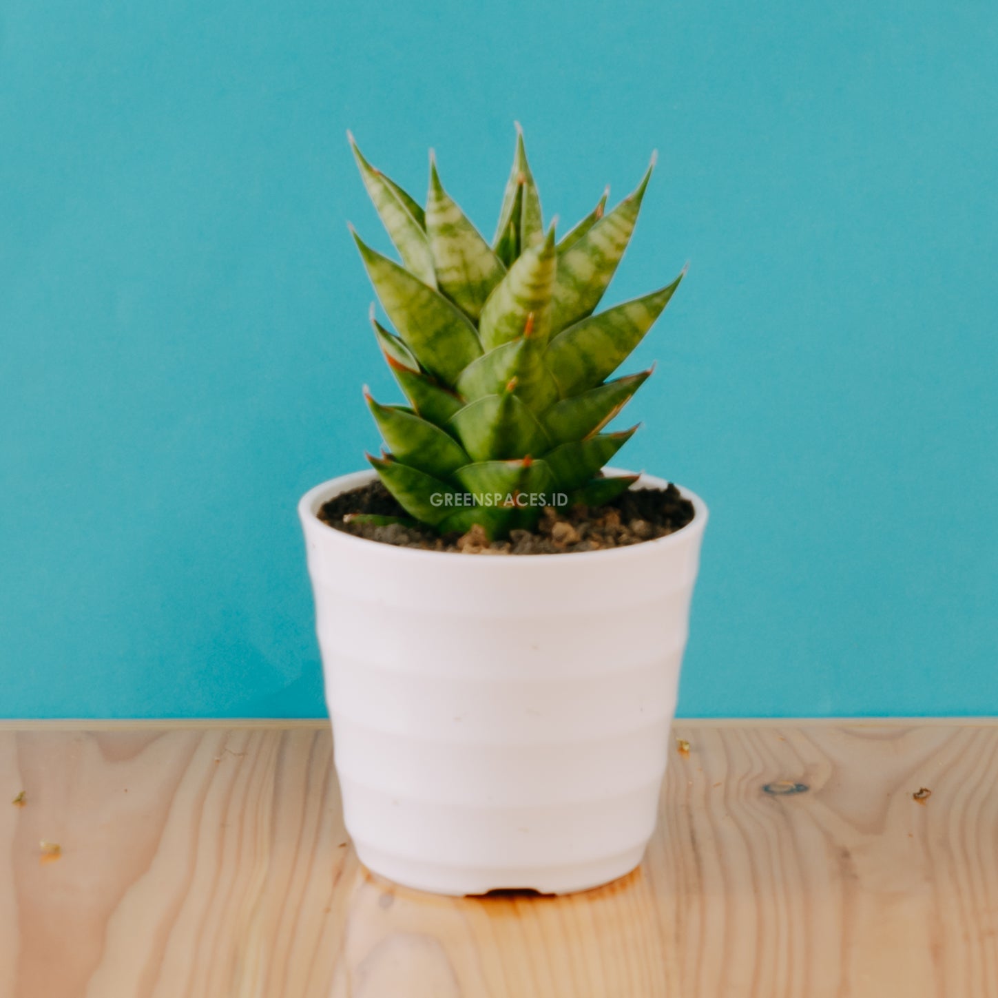 Sansevieria vagoda large - Greenspaces.id