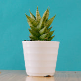 Sansevieria vagoda large - Greenspaces.id