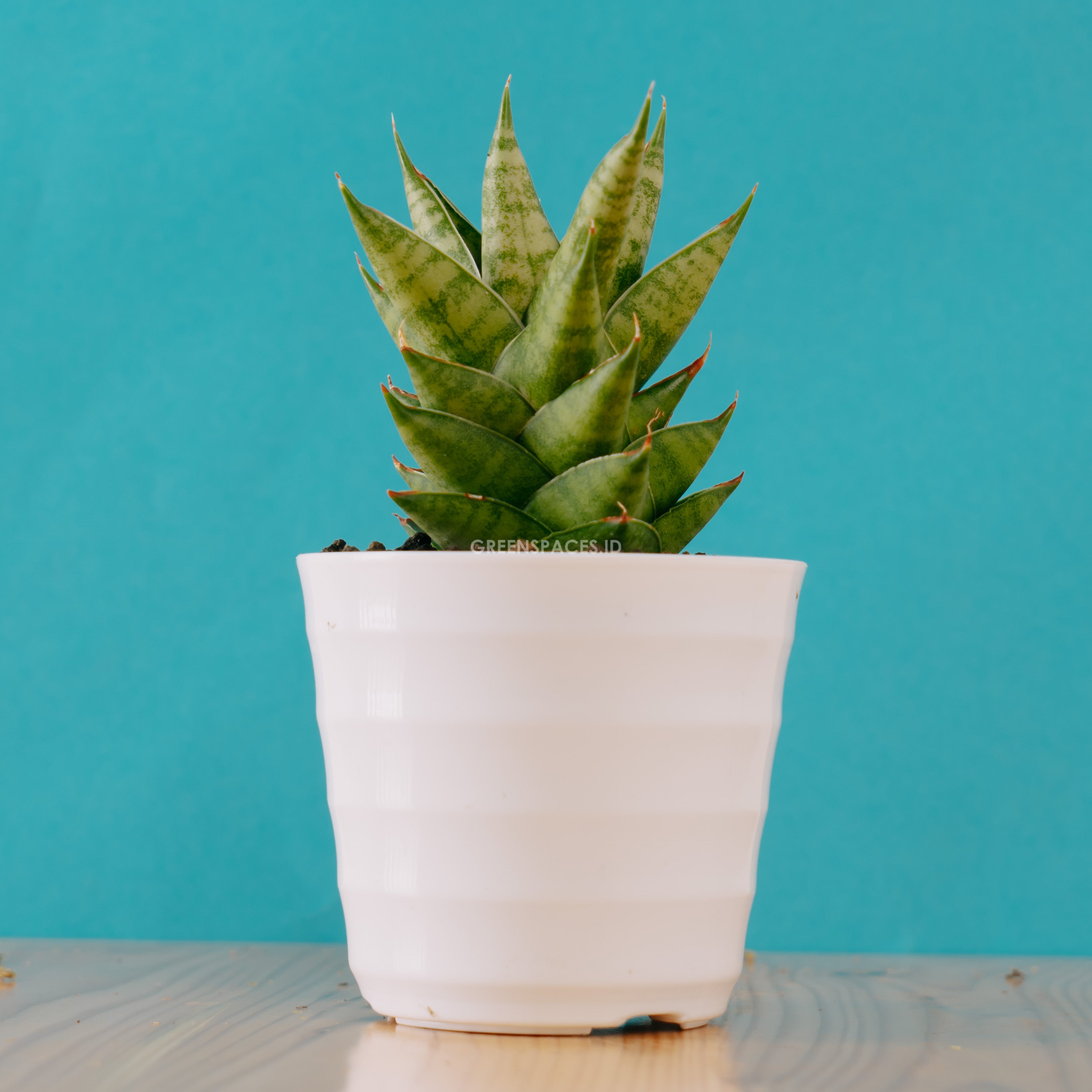 Sansevieria vagoda large - Greenspaces.id