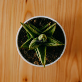 Sansevieria vagoda large - Greenspaces.id