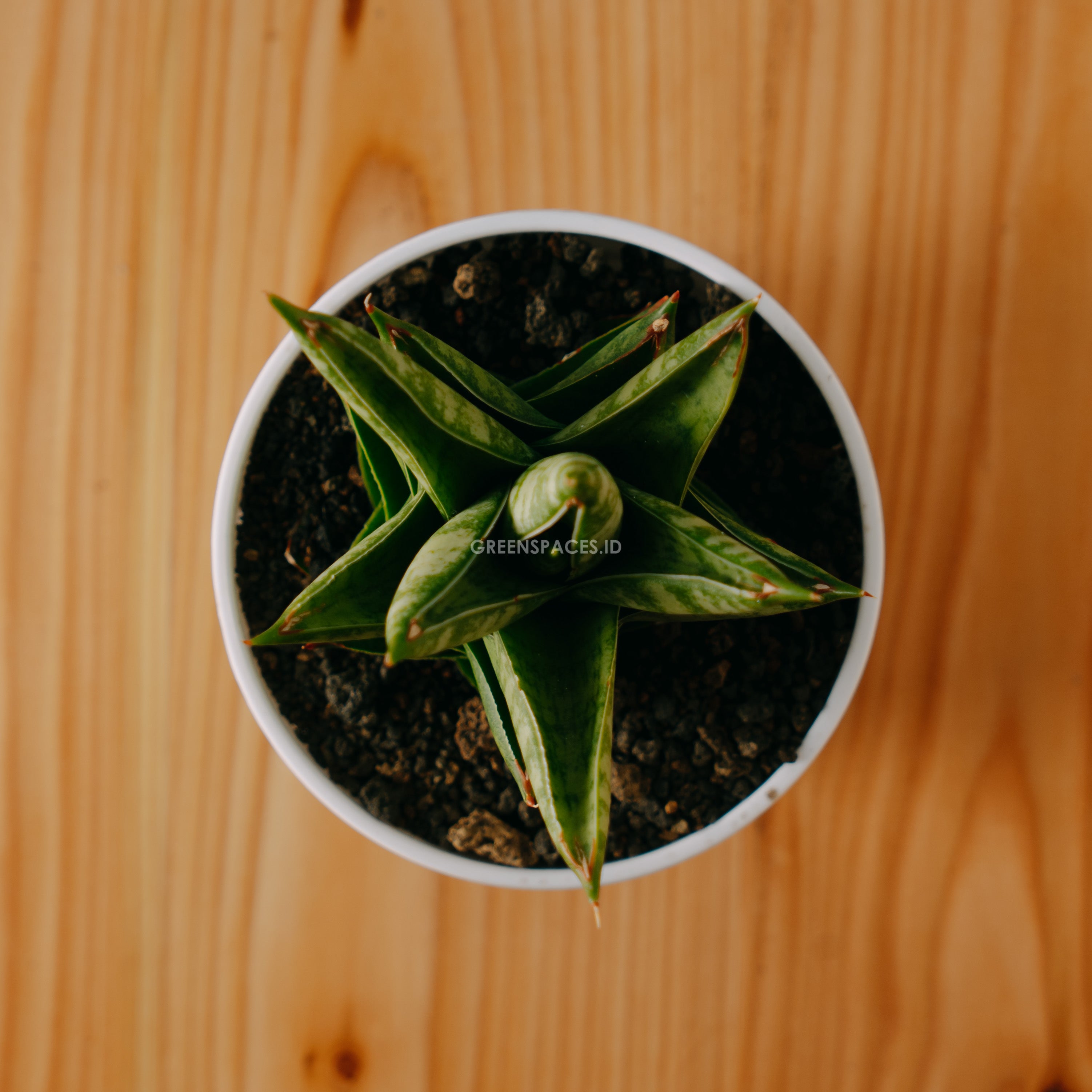 Sansevieria vagoda large - Greenspaces.id
