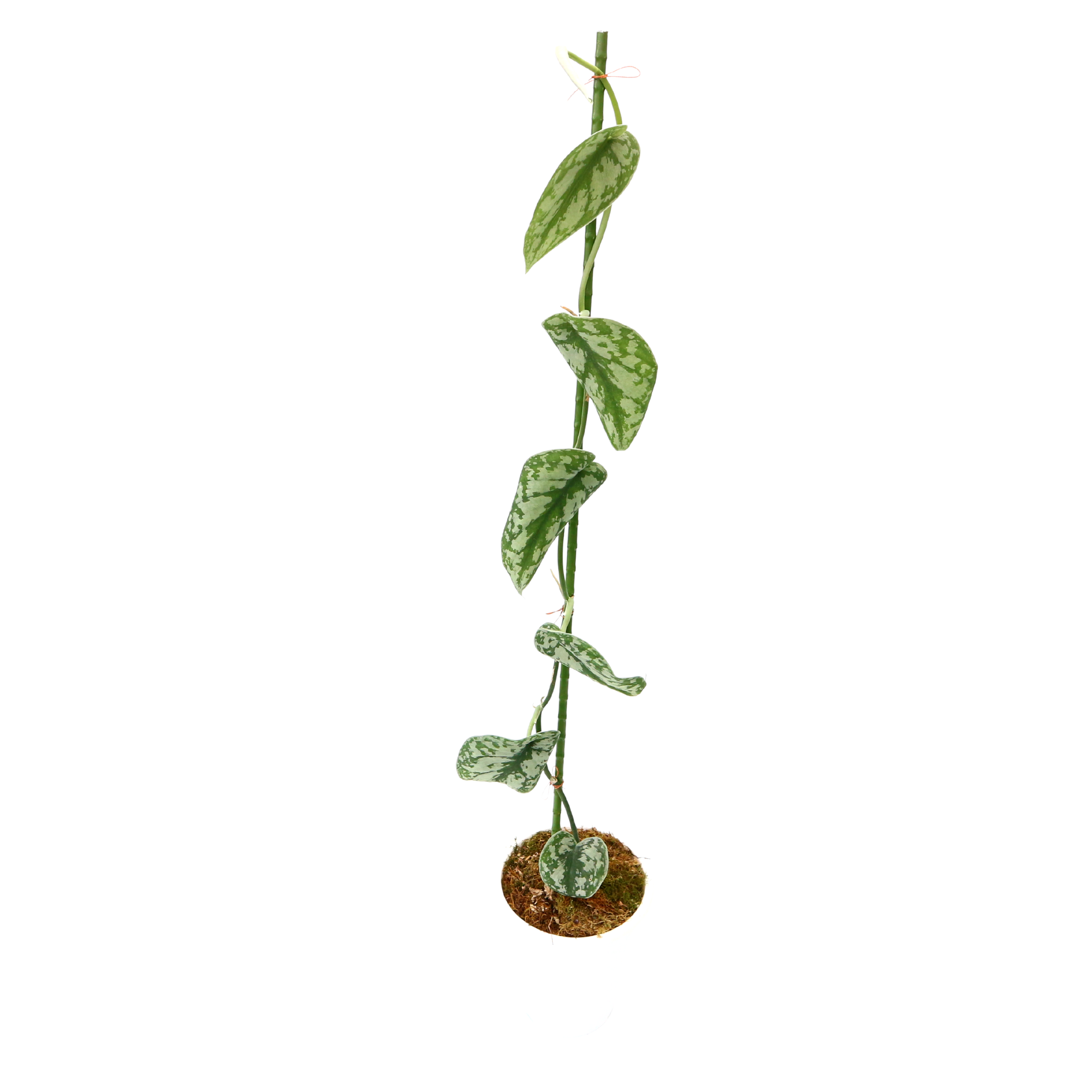 Scindapsus Exotica - Greenspaces.id