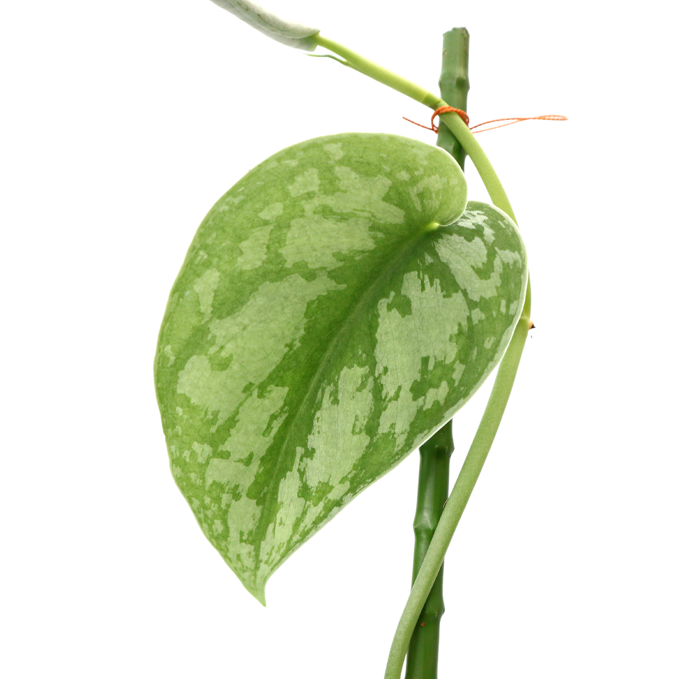 Scindapsus Exotica - Greenspaces.id
