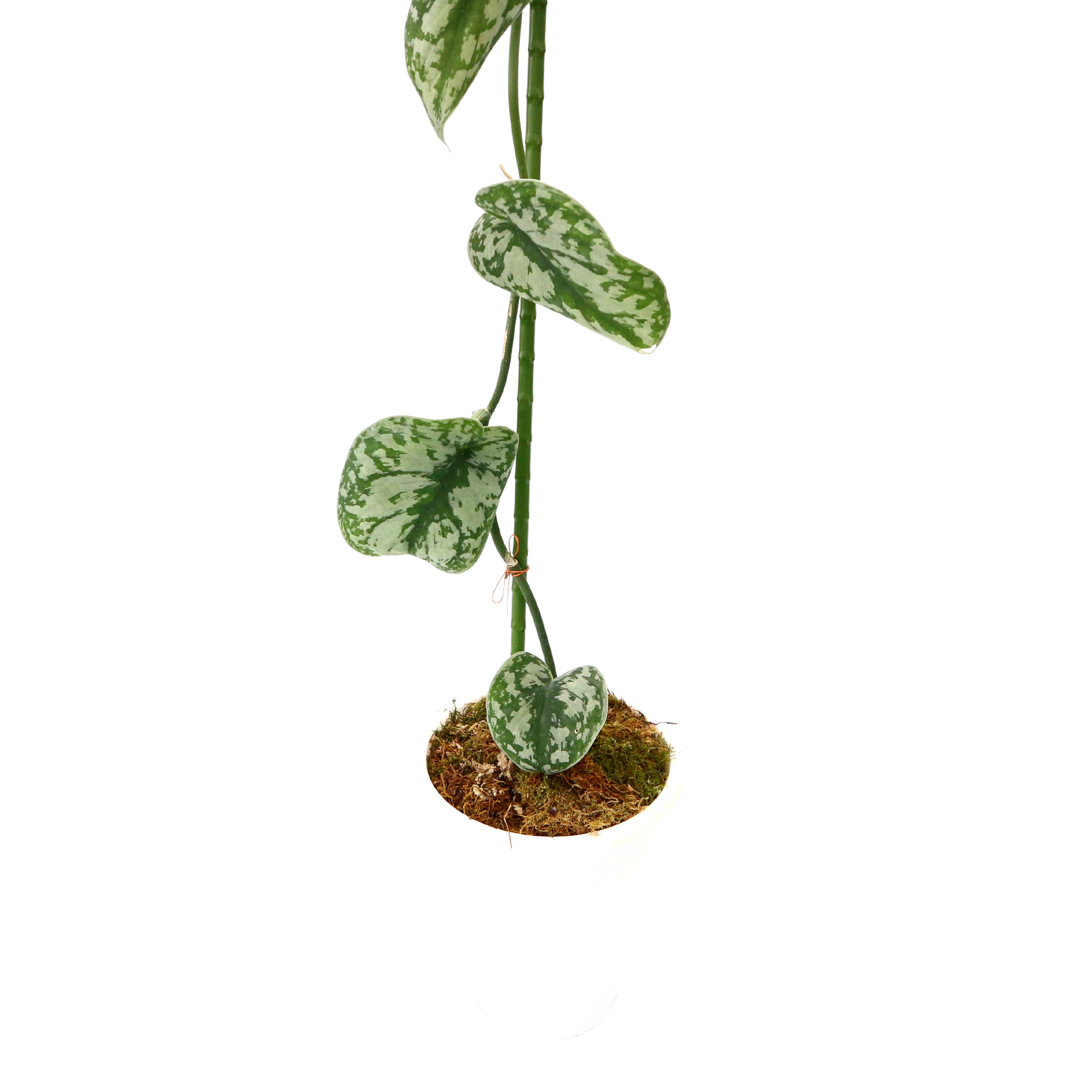 Scindapsus Exotica - Greenspaces.id