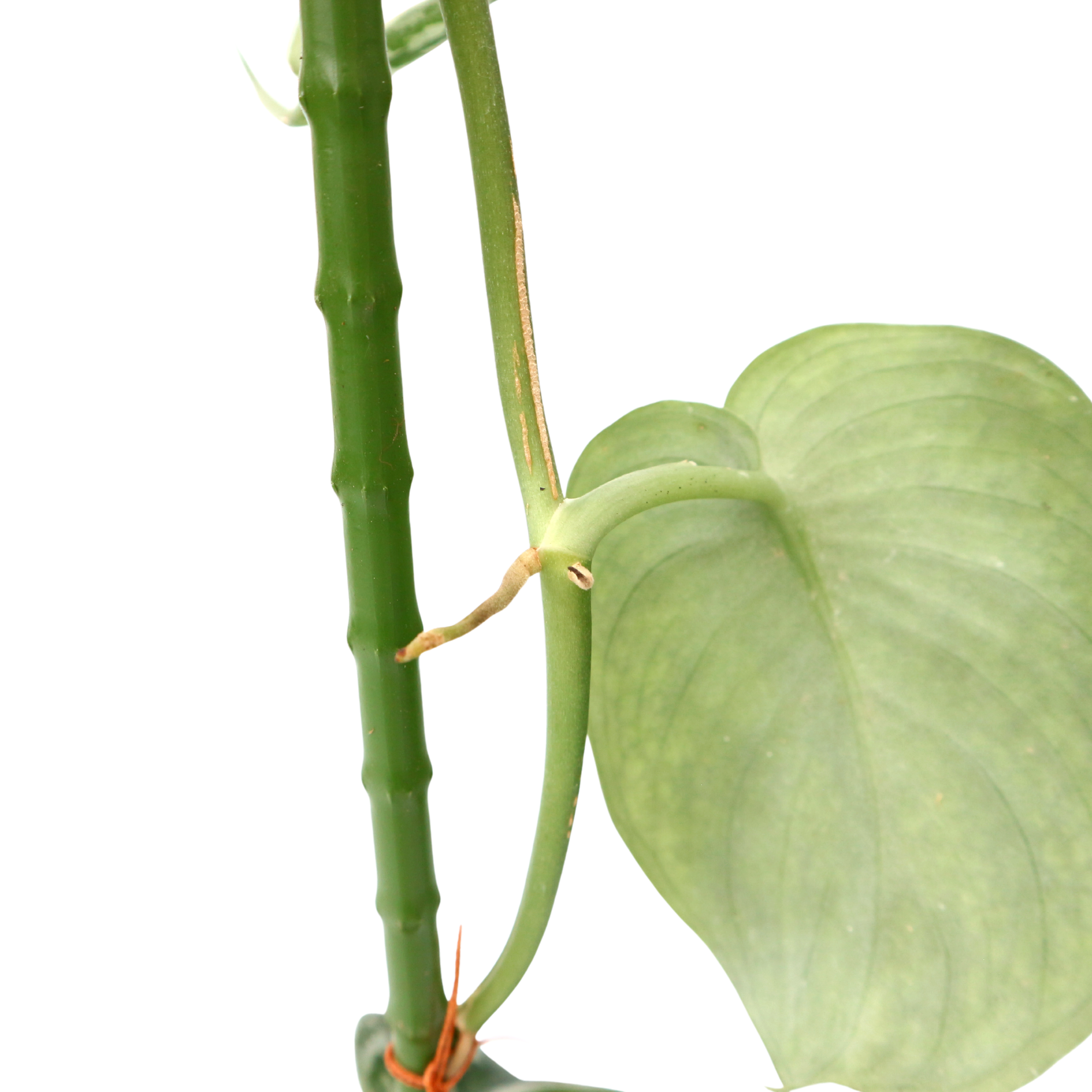 Scindapsus Exotica - Greenspaces.id