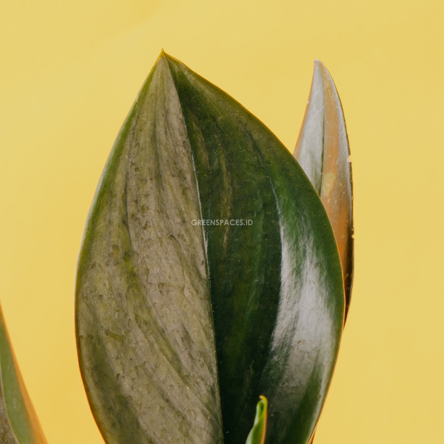 Scindapsus Treubi Black - Greenspaces.id