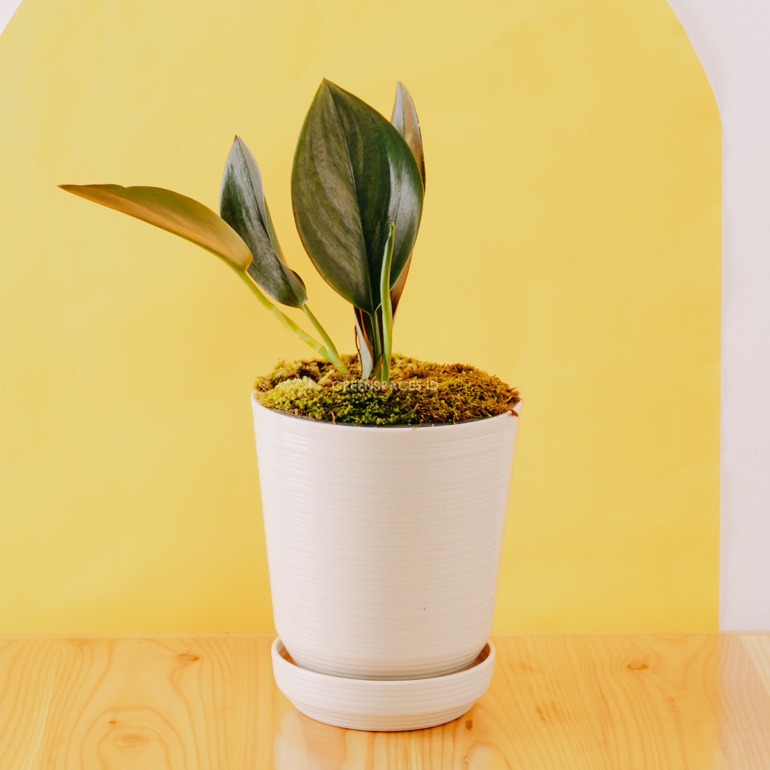 Scindapsus Treubi Black - Greenspaces.id