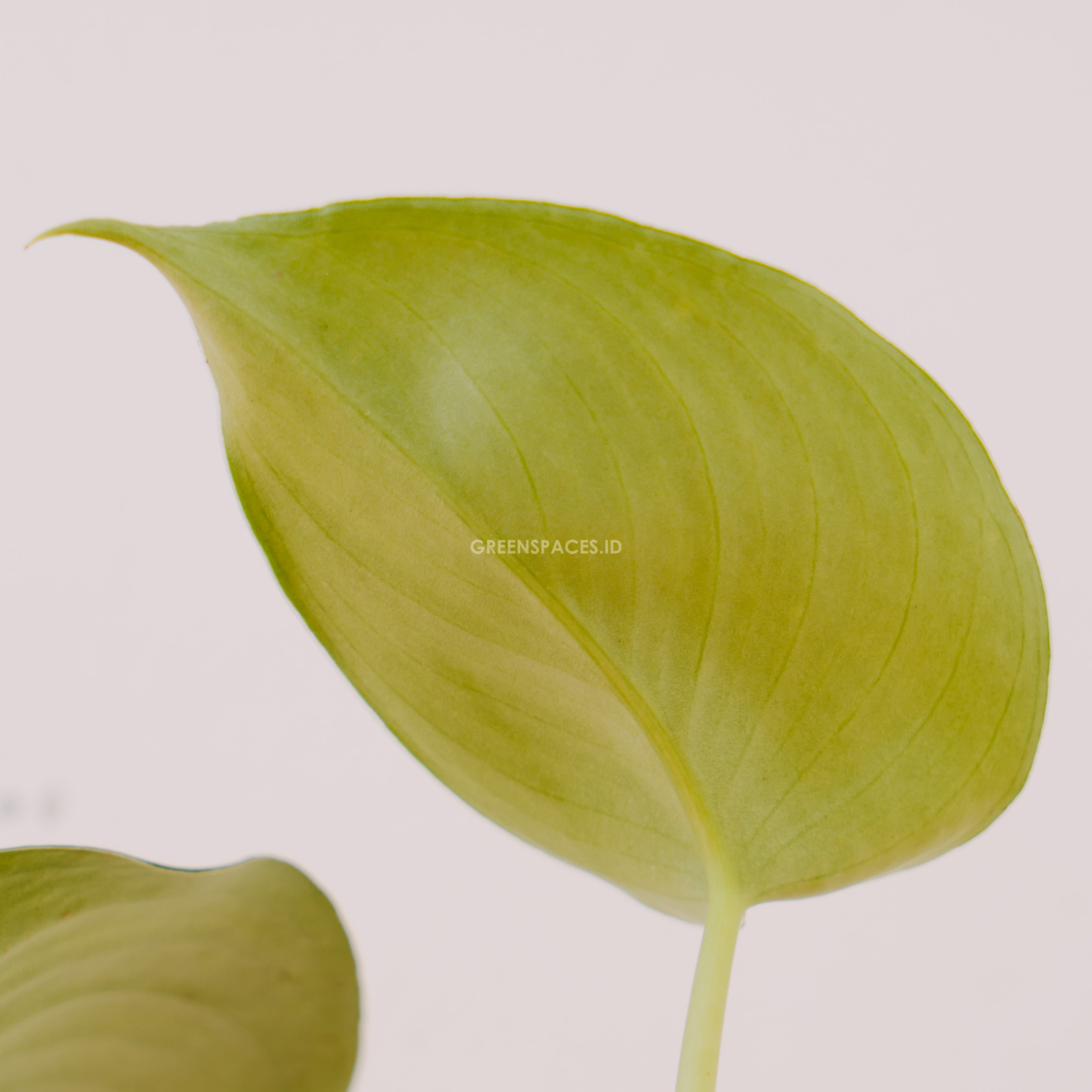 Scindapsus Jade Satin Black - Greenspaces.id