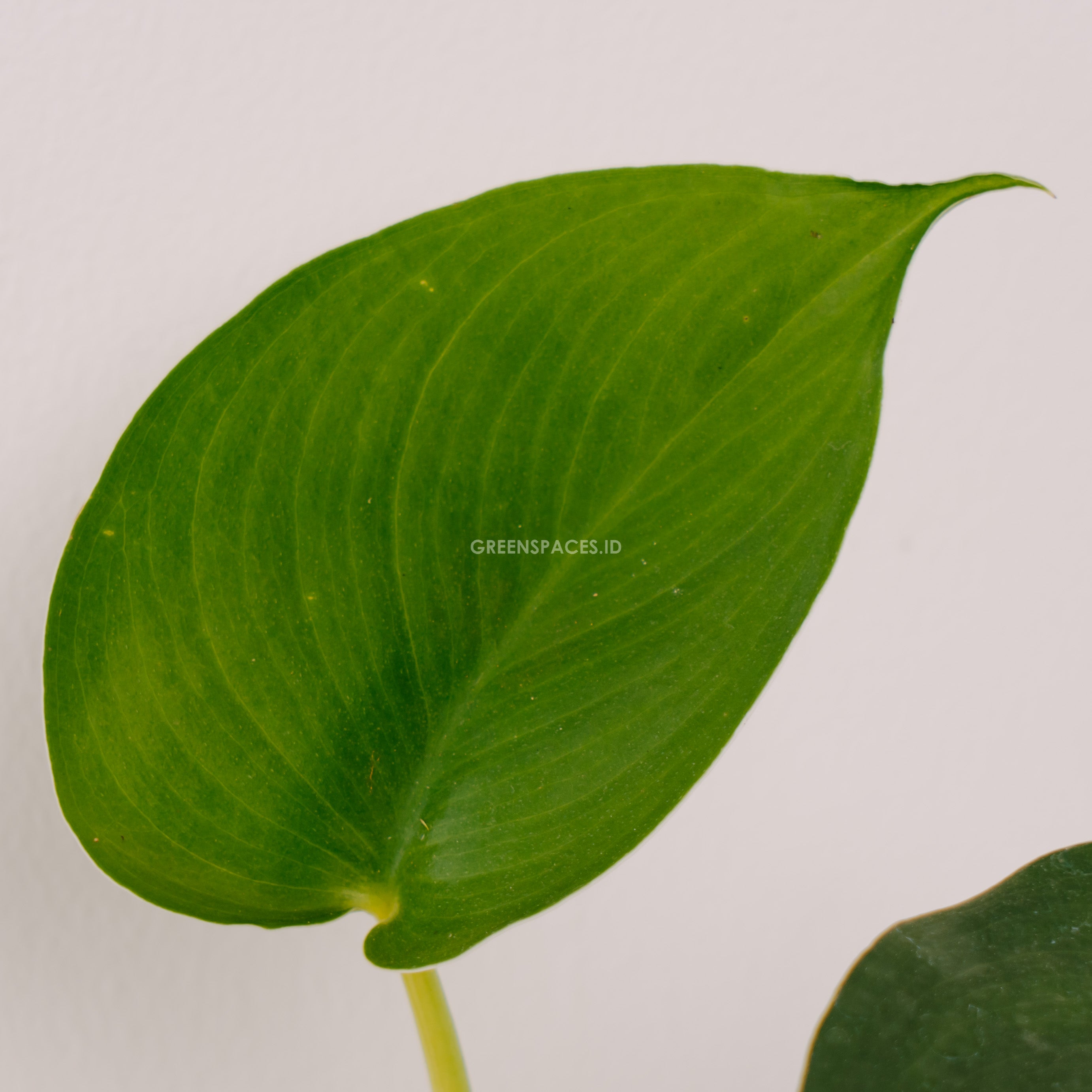 Scindapsus Jade Satin Black - Greenspaces.id