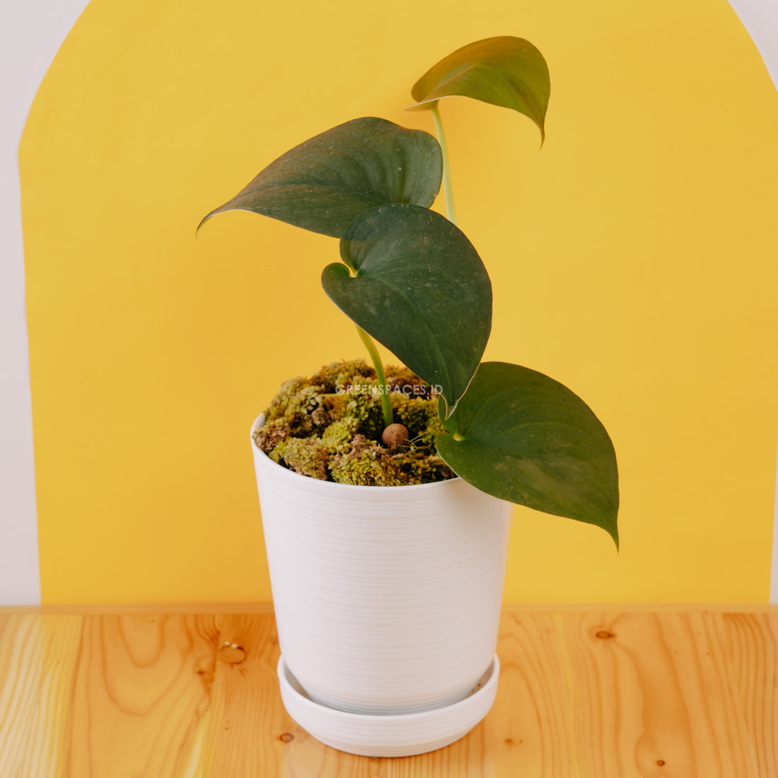 Scindapsus Jade Satin Black - Greenspaces.id